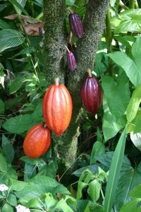 Cocoa pods on a tree (Image courtesy Wikipedia)